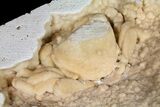 Fossil Crab (Potamon) Preserved in Travertine - Turkey #121384-1